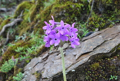 Primula chionantha