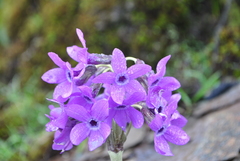 Primula chionantha