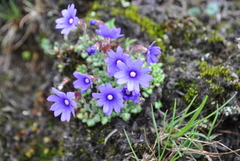 Primula bella