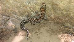 Pachydactylus affinis