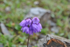 Primula amethystina