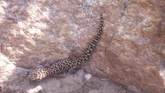 Pachydactylus affinis