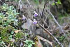 Primula blinii