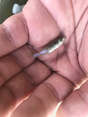 Cyprinella lutrensis