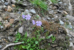 Primula munroi