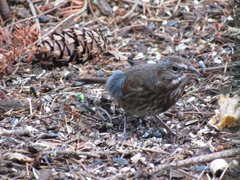 Melospiza melodia morphna