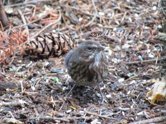 Melospiza melodia morphna