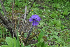Omphalogramma vinciflorum