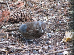 Melospiza melodia morphna