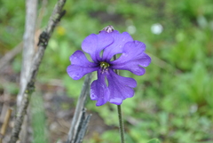 Omphalogramma vinciflorum