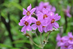 Primula polyneura