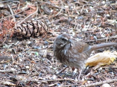 Melospiza melodia morphna