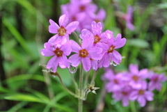 Primula polyneura