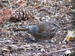 Melospiza melodia morphna