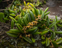 Bulbophyllum shepherdii
