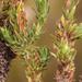 Anthospermum bergianum - Photo (c) Nick Helme,  זכויות יוצרים חלקיות (CC BY-SA), הועלה על ידי Nick Helme