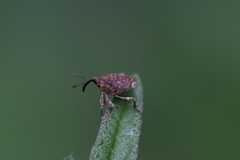 Parethelcus pollinarius