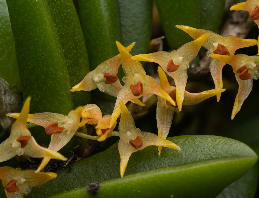 Wheat-leaved bulbophyllum