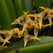 Wheat-leaved Bulbophyllum - Photo (c) izakschoon, some rights reserved (CC BY-NC), uploaded by izakschoon