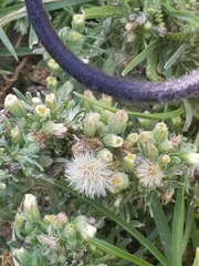Erigeron bonariensis