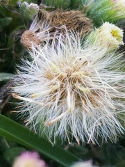 Erigeron bonariensis