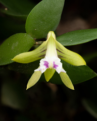 Dendrobium pugioniforme