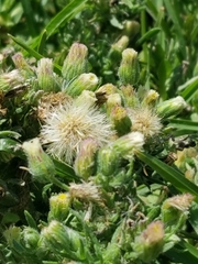 Erigeron bonariensis