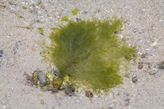 Bryopsis