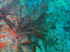 Anthophycus longifolius