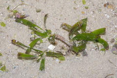 Thalassia hemprichii
