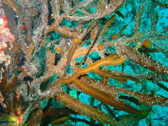 Anthophycus longifolius