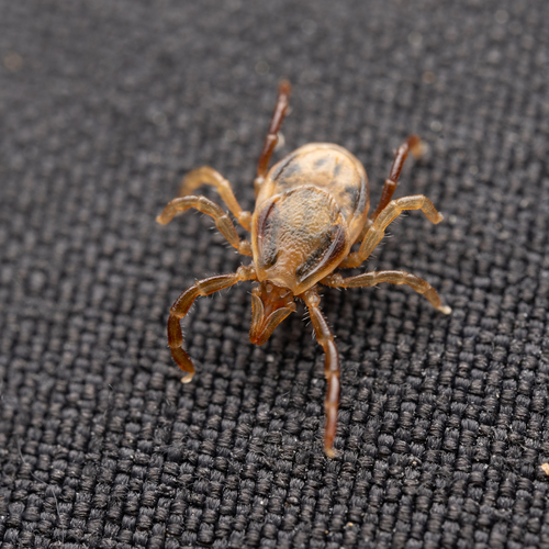 Ixodes nuotrauka