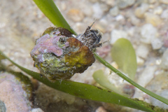 Cerithiidae