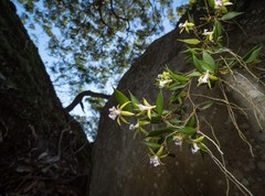 Dendrobium pugioniforme