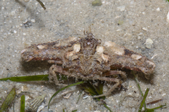 Rhinolambrus pelagicus