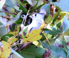 Baeolophus bicolor × atricristatus