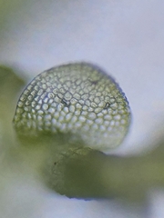 Solenostoma gracillimum