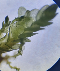 Solenostoma gracillimum