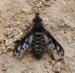 Conophorus fenestratus
