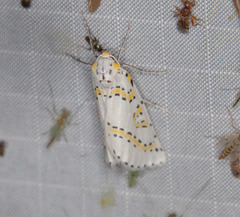 Philtraea paucimacula