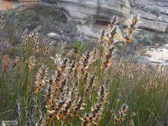 Askidiosperma nitidum