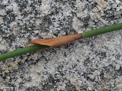 Askidiosperma nitidum