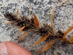 Askidiosperma nitidum