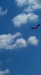 Rostrhamus sociabilis