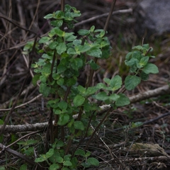 Minthostachys verticillata