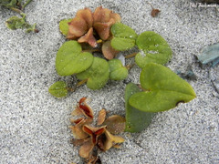 Dioscorea fastigiata