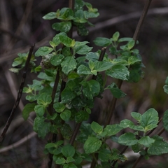 Minthostachys verticillata