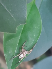 Anyphaenidae