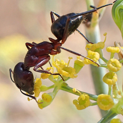 Camponotus barbaricus