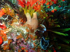 Ascidia incrassata